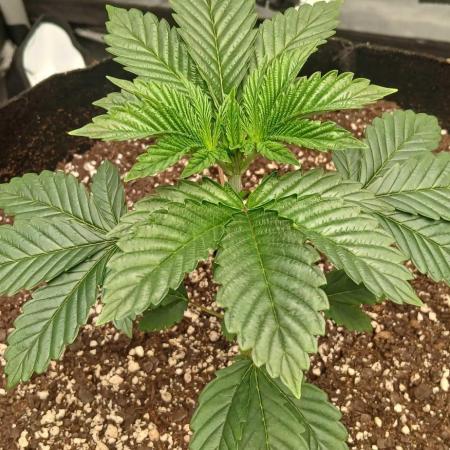 Godfather OG from SeedSupreme