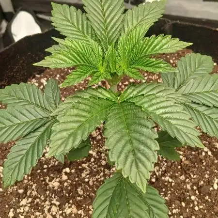 Godfather OG from SeedSupreme