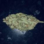 Fast buds 420 grow 