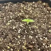 RQS Apple Fritter Auto - 2