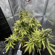 RQS Apple Fritter Auto