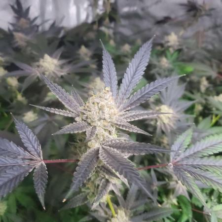 Block Monster Run II