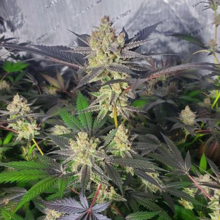 Block Monster Run II