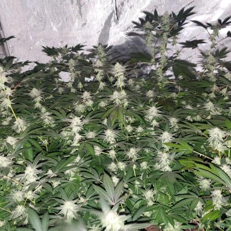 Block Monster Run II