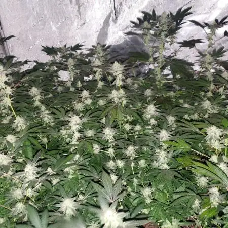 Block Monster Run II