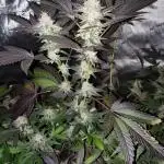 Block Monster Run II