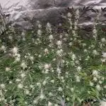 Block Monster Run II