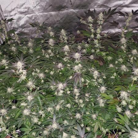 Block Monster Run II