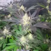 Block Monster Run II