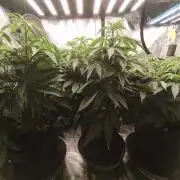 Gorilla, Punch Pie, Radical Juice