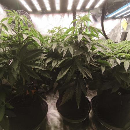 Gorilla, Punch Pie, Radical Juice