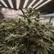 Gorilla, Punch Pie, Radical Juice