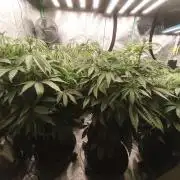 Gorilla, Punch Pie, Radical Juice