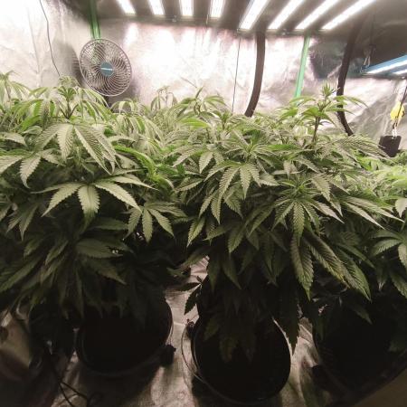 Gorilla, Punch Pie, Radical Juice