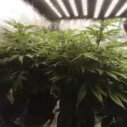 Gorilla, Punch Pie, Radical Juice