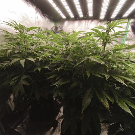 Gorilla, Punch Pie, Radical Juice