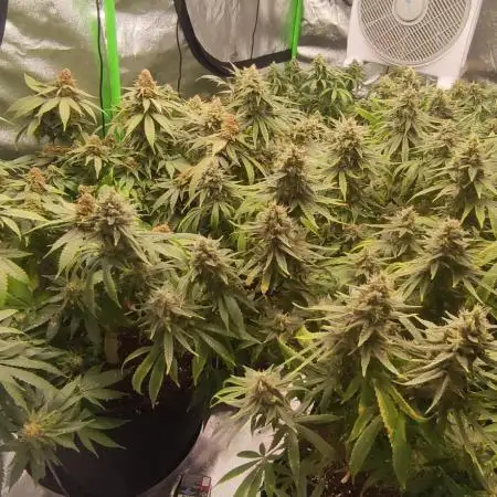 RQS Critical FEM + RQS White Widow FEM + Sensi Kush #1 AUTO