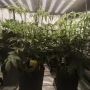Premium Clone Mix 1 2026