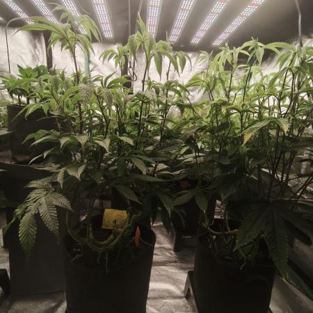 Premium Clone Mix 1 2026