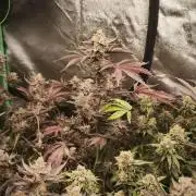 Various superb genetics