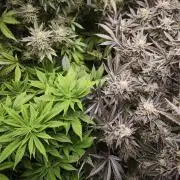 Gorilla, Punch Pie, Radical Juice