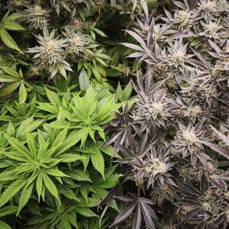 Gorilla, Punch Pie, Radical Juice