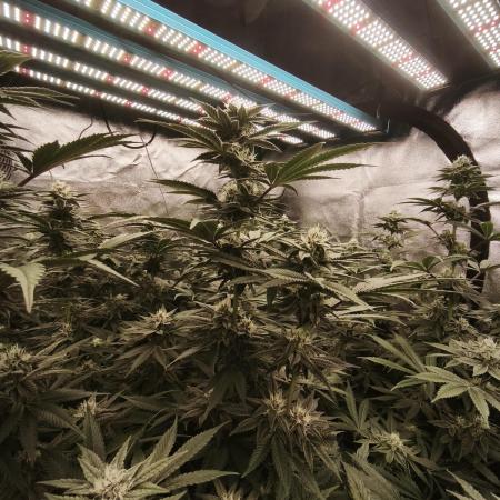 Gorilla, Punch Pie, Radical Juice