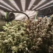 Wedding Cake + Cherrytini + Blue Sherb