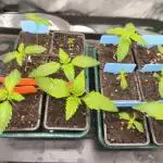 Gorilla, Punch Pie, Radical Juice