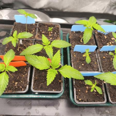 Gorilla, Punch Pie, Radical Juice