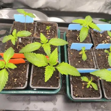 Gorilla, Punch Pie, Radical Juice