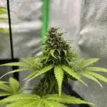 Purple Kush Auto