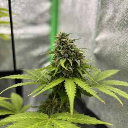 Purple Kush Auto