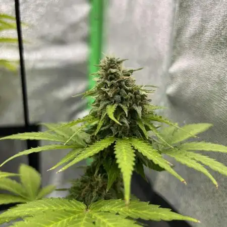 Purple Kush Auto