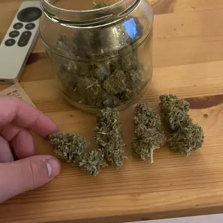 Purple Kush Auto