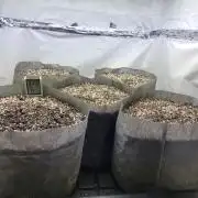 Anvil F9 Autoflower Seed Run