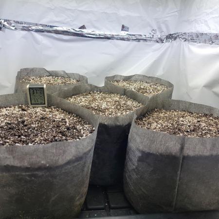 Anvil F9 Autoflower Seed Run