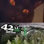 Meme Contest