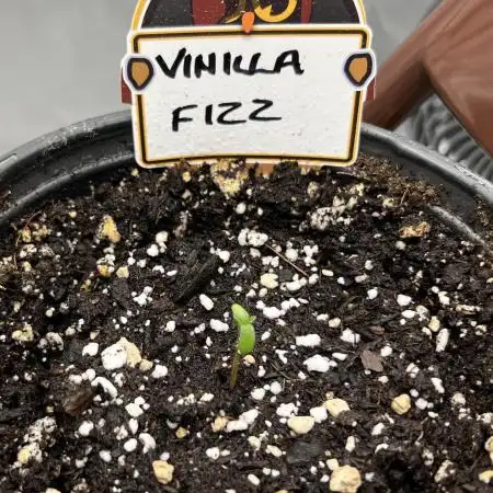 Ms. Fizz
