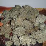 3 x Bubble Kush Automatic