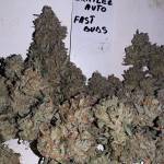Zkittlez Auto - under SP250