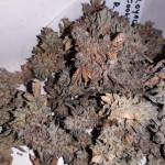 Royal Cookies under SpiderFarmer SF1000