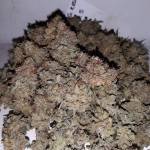 O.G. Kush under SpiderFarmer SF1000