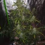 Girl Scout Cookies