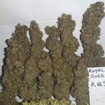 Royal Gorilla