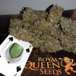 2 x Royal Cheese Automatic