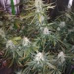 Gorilla Glue Auto