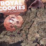 Royal Cookies Automatic