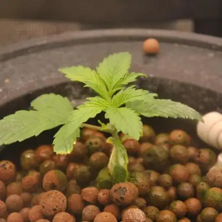 AK47 x Mars Hydro x DWC