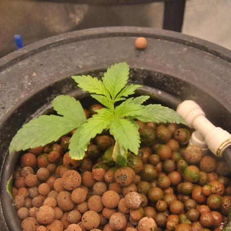 AK47 x Mars Hydro x DWC